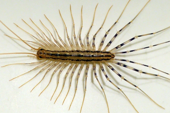 How to Get Rid of House Centipedes (Without Losing Your Mind)
